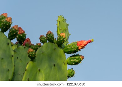 Blooming Prickly Pear Cactus 