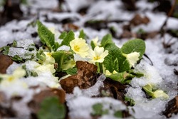 Blooming Primroses In Woods Covered With Snow At The Beginning Of Spring.