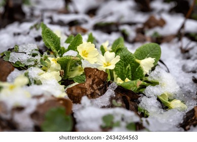 Blooming primroses in woods covered with snow at the beginning of spring. - Powered by Shutterstock