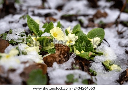 Blooming primroses in woods covered with snow at the beginning of spring.