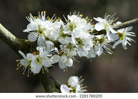 Blooming Prunus in early spring (Prunus spinosa)