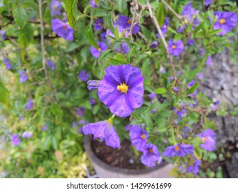 Blooming purple beautiful flowers and leaves