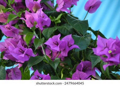 Blooming Purple Bougainvillea flower isolated on blue background. Close up view of bougainvillea purple flower. Selective Focus - Powered by Shutterstock