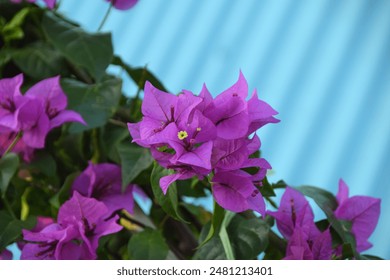 Blooming Purple Bougainvillea flower isolated on blue background. Close up view of bougainvillea purple flower. Selective Focus - Powered by Shutterstock