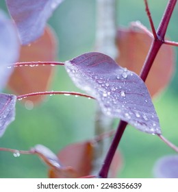 Blooming purple bougainvillea leaves with drops of water. Close-up purple bougainvillea leaves  - Powered by Shutterstock