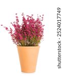 Blooming purple broom heather plant - erica gracilis - in terracotta flower pot isolated on white background