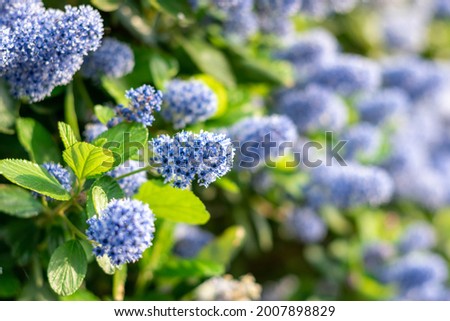 Blooming purple Californian lilac flowers. Ceanothus thyrsiflorus blue flower in the garden. Copy space for text 