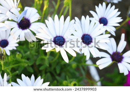 Blooming Purple Cape Marguerite daisy flowers close up, floral wallpaper background with cape marguerite flowers,  bloom, garden