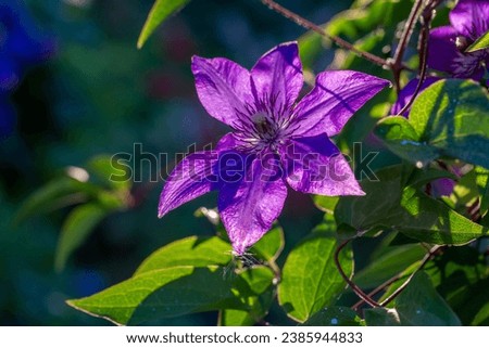 Blooming purple clematis flower on a green background in summertime macro photography. Traveller's joy garden flower with lilac petals closeup photo on a sunny summer day.