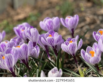 Blooming purple crocus flowers first spring flowers in march and  april - Shutterstock ID 2279541651
