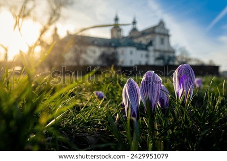 Blooming, purple crocuses on the Vistula boulevards in Krakow, Poland with a view of Skalka Church.