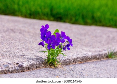 A Blooming Purple Flower Sprouts Through Concrete Pavement