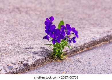 A Blooming Purple Flower Sprouts Through Concrete Pavement