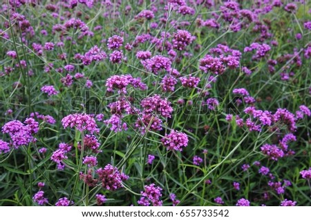 Similar – Beach lilacs from the frog’s perspective on Hallig Gröde