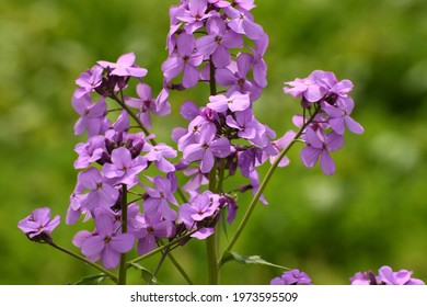 Blooming Purple Flowers Located At The Columbus Zoo