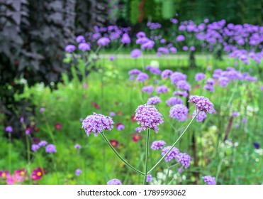 Blooming Purple Flowers Of Verbena Bonariensis In The Summer Garden.