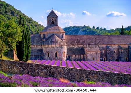 Blooming purple lavender fields at Senanque monastery, Provence, southern France