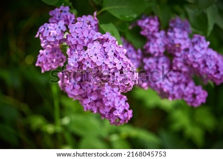 Blooming purple lilac branche 