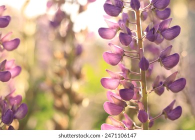 Blooming purple lupine flower close up. Lupine on a blurred background on a sunny day. Natural background. Flowers with selective focus. Spring flower on the field. Colorful flowers in the park - Powered by Shutterstock