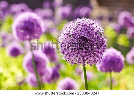 Blooming purple ornamental onion Allium hollandicum, purple flower balls against the blurred green grass background, decorative garlic