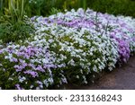 Blooming purple, pink, white Phlox subulate in landscape design. Decorative ground cover plant Phlox subulate in the garden