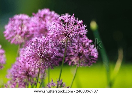 Blooming purple plant Allium closeup, on the green background