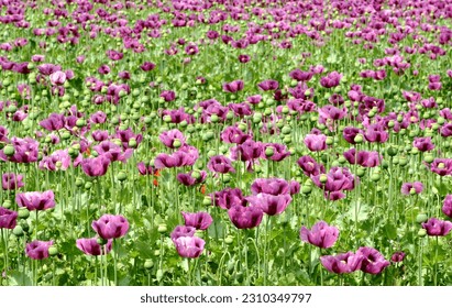 blooming purple poppy flower field in the spring. green seed pods and stem. scientific name Papaver somniferum. colorful rural scene. medical plant concept. soft green background with dense foliage. - Shutterstock ID 2310349797