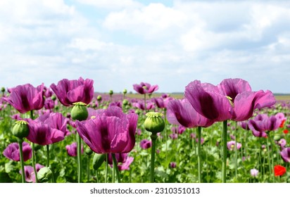 blooming purple poppy flower field in the spring. green seed pods and stem. scientific name Papaver somniferum. colorful rural scene. medical plant concept. soft green  blue background. dense foliage - Shutterstock ID 2310351013