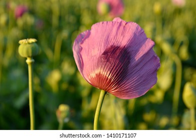 blooming purple poppy seed flower growing in the field close up