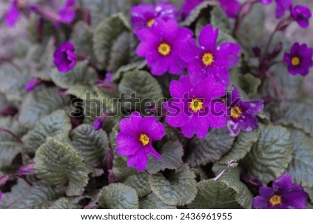 Blooming purple primrose flowers in a flower bed.