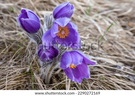 blooming purple primroses on a lawn in dry grass