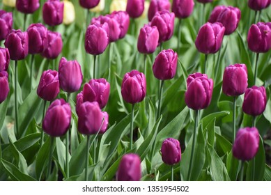 Blooming Purple Prince Tulips During The Tulip Festival 2018 In Elagin Park In St.Petersburg