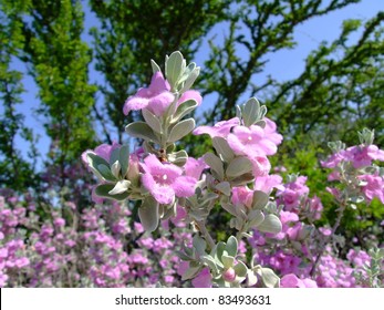 Blooming Purple Sage In The Chihuahuan Desert.