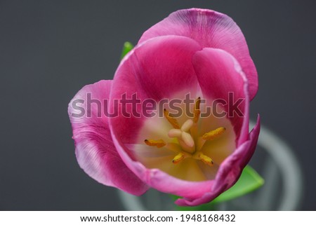 Blooming purple tulip on a dark gray background macrophotography. A beautiful flower with purple petals close-up top view. Pistil and stamens of a pink tulip.