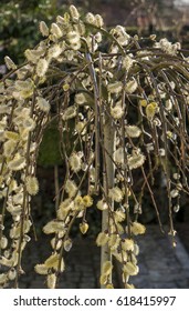 Blooming Pussy Willow, Salix Caprea