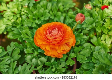 blooming ranunculus