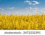 Blooming rapeseed (Brassica napus).Yellow field and blue sky with clouds.Agricultural field with rapeseed plants. Oilseed, canola, colza.Blooming yellow canola flower meadows.