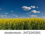 Blooming rapeseed (Brassica napus).Yellow field and blue sky with clouds.Agricultural field with rapeseed plants. Oilseed, canola, colza.Blooming yellow canola flower meadows.