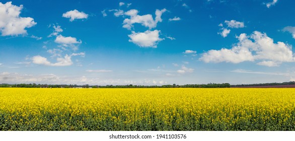 菜の花畑 の画像 写真素材 ベクター画像 Shutterstock