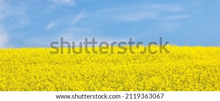 Blooming rapeseed field. Clear blue sky with glowing clouds. Cloudscape. Rural scene. Agriculture, biotechnology, fuel, food industry, alternative energy, environmental conservation. Panoramic view