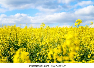 菜の花畑 の画像 写真素材 ベクター画像 Shutterstock