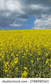 Blooming rapeseed field under a dramatic stormy sky.