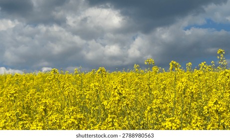 Blooming rapeseed field under a dramatic stormy sky.