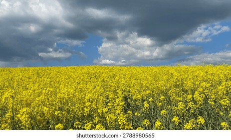 Blooming rapeseed field under a dramatic stormy sky.