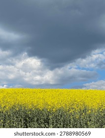 Blooming rapeseed field under a dramatic stormy sky.