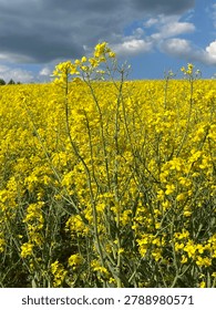 Blooming rapeseed field under a dramatic stormy sky.
