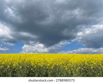 Blooming rapeseed field under a dramatic stormy sky.