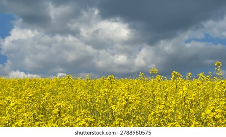 Blooming rapeseed field under a dramatic stormy sky.