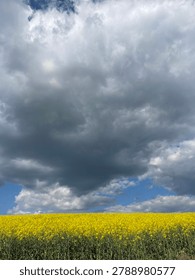Blooming rapeseed field under a dramatic stormy sky.