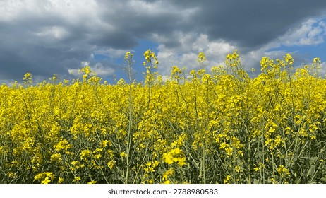 Blooming rapeseed field under a dramatic stormy sky.